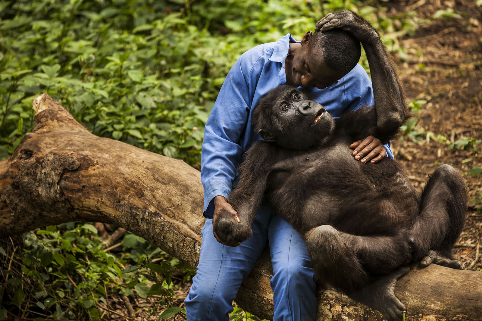 8 days mountaineering Congo safari with gorillas in Virunga national park and Volcanoes national park