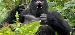 Guide to Gorilla Trekking in Rwanda