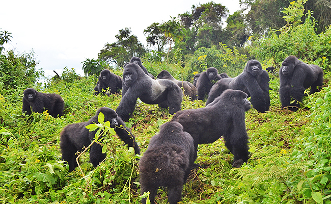 5 Days Mount Nyiragongo & Volcanoes Gorilla Trekking safari