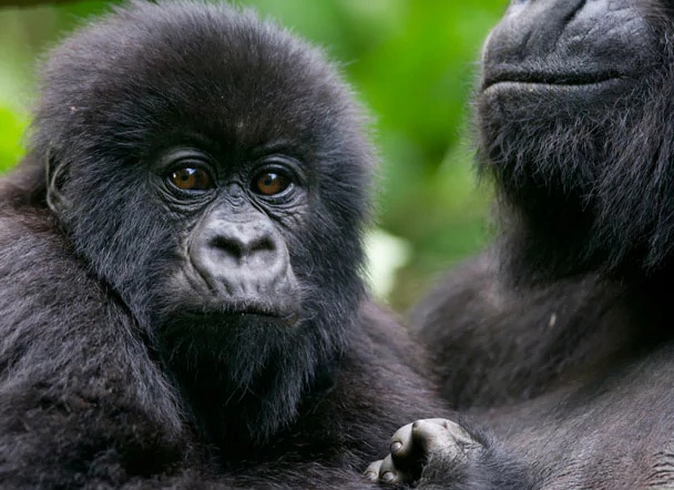 Gorilla Habituation Experience in Rwanda