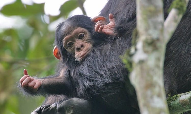 Chimpanzee trekking in Nyungwe forest park