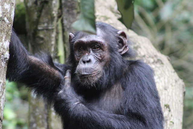 Chimpanzee Tracking In Uganda