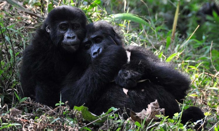 3 Days mountain gorilla habituation safari