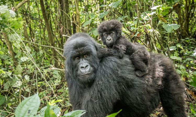 6 Days Nyiragongo Double Night Gorillas & Tchegera island
