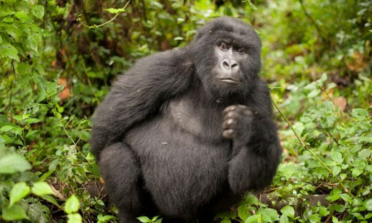 5 Days Nyiragongo Double night & Virunga gorilla trekking safari