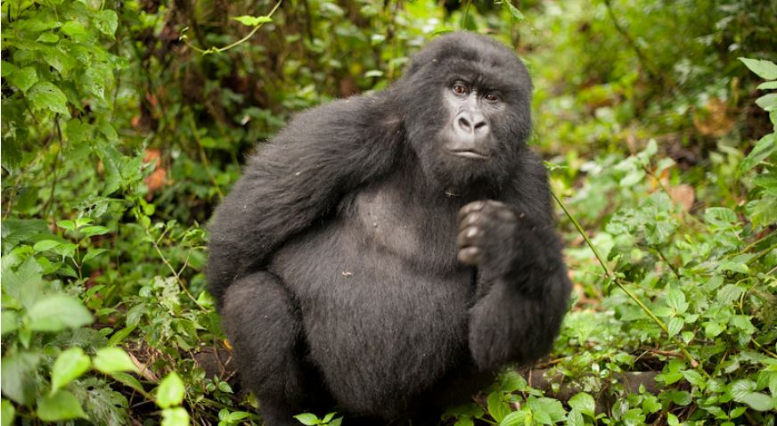 8 days Rwanda Primates tour