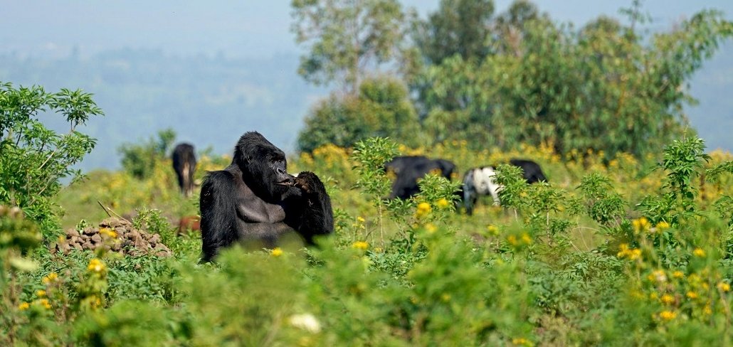 Wildlife In The Democratic Republic of Congo