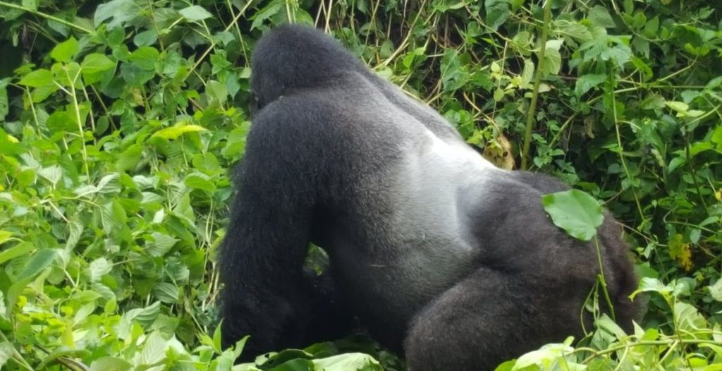 A Guide to Trekking Lowland Gorillas in Kahuzi Biega National Park