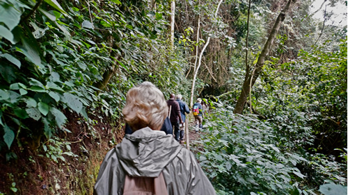Backpacking Tours to Rwanda’s Nyungwe National Park