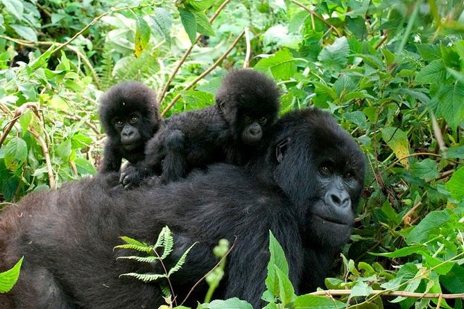 Bwindi National Park Gorilla Trekking Safaris