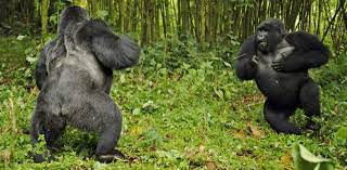 How Strong is a Silverback Gorilla
