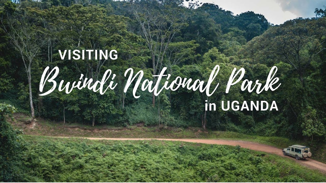 How to Get to Bwindi Impenetrable National Park in Uganda