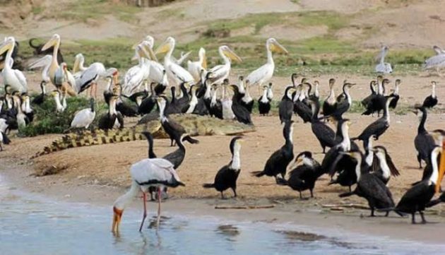 Top 10 East African Destinations for Bird Watching