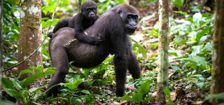 5 Days Nyiragongo Hike & Double Gorilla Trekking