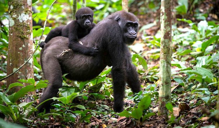 5 Days Nyiragongo Hike & Double Gorilla Trekking