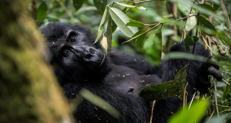 5 days Bwindi Gorillas & Nyiragongo Hike