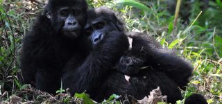 3 Days mountain gorilla habituation safari