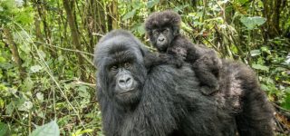 6 Days Nyiragongo Double Night Gorillas & Tchegera island